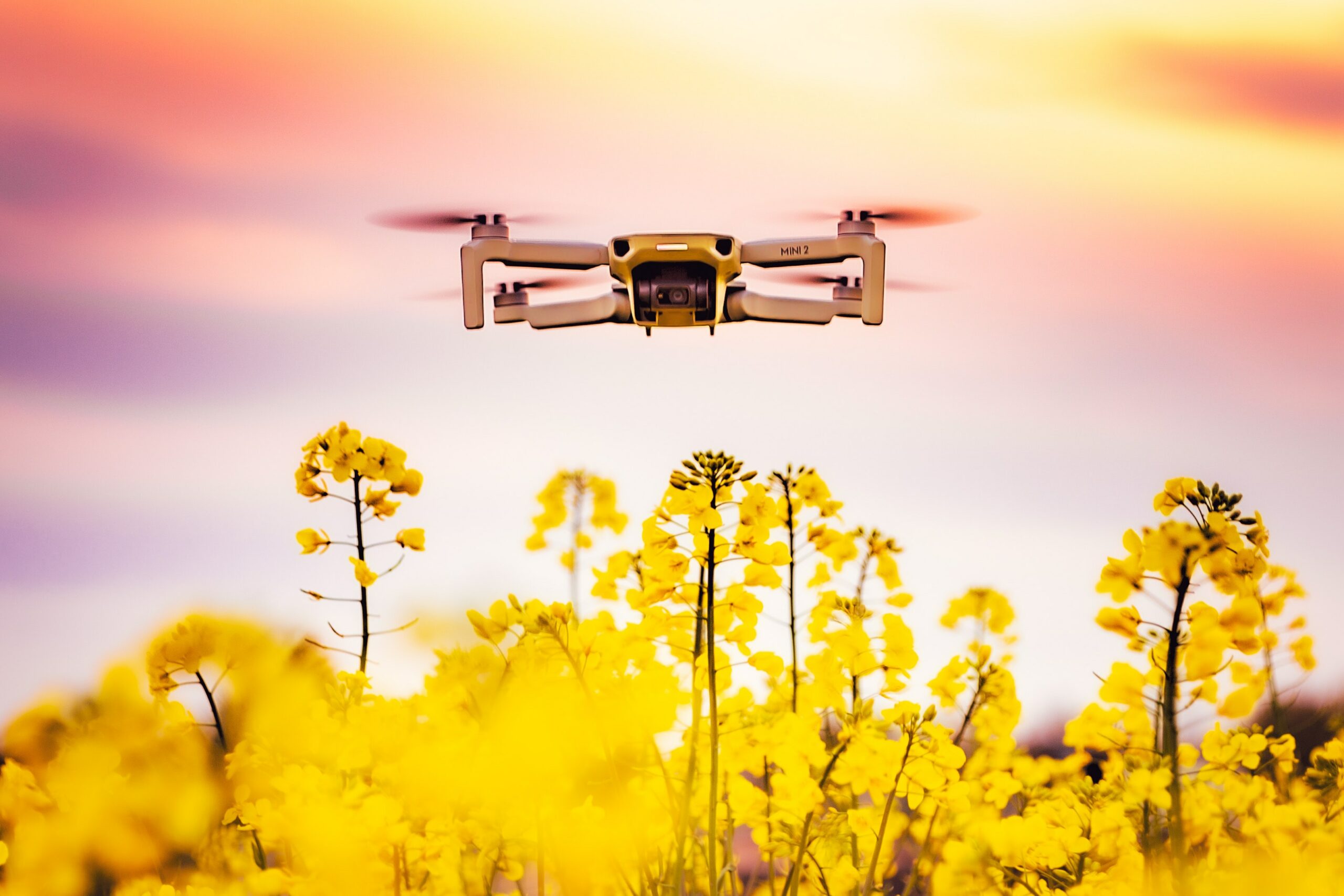 A drone flying over a field of oilseed rape